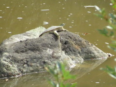 Apalone spinifera emoryi