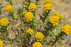 Helichrysum witbergense