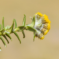 Helichrysum witbergense