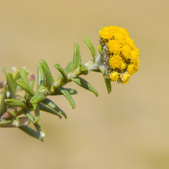 Helichrysum witbergense