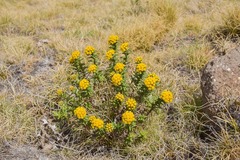Helichrysum witbergense