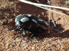 Sternocera orissa orissa