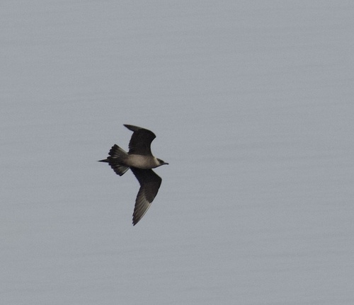 Parasitic Jaeger
