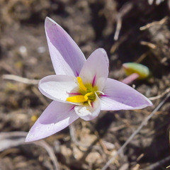 Hesperantha schelpeana