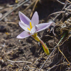 Hesperantha schelpeana