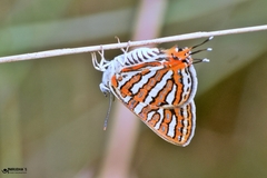 Cigaritis vulcanus vulcanus