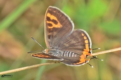 Cigaritis vulcanus vulcanus