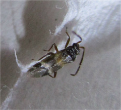 Ceratocapsini