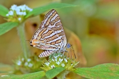 Cigaritis vulcanus vulcanus