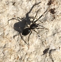 Liophrurillus flavitarsis