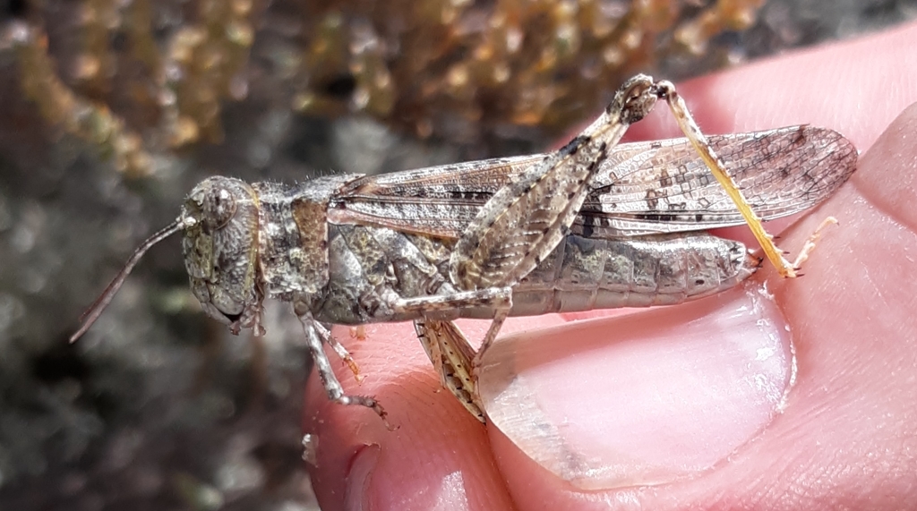 Lake Huron Locust