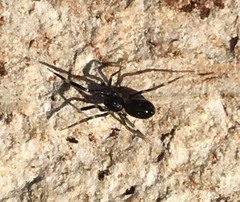 Liophrurillus flavitarsis