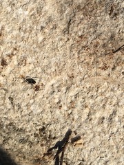 Liophrurillus flavitarsis