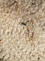 Liophrurillus flavitarsis