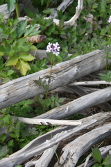 Cardamine macrophylla