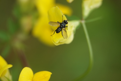 Phania funesta, Alkmaar, Nederland, photo 8 of 10