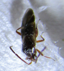 Ceratocapsini