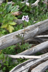 Cardamine macrophylla