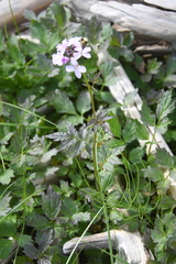 Cardamine macrophylla