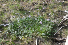 Cardamine macrophylla