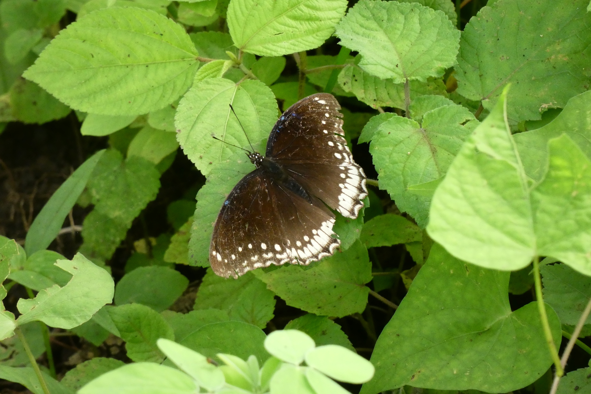 Great Eggfly
