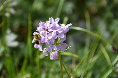 Cardamine macrophylla
