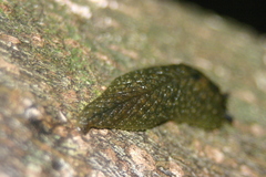 Athoracophorus papillatus