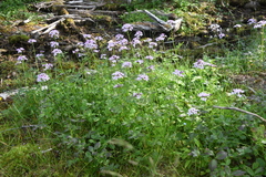 Cardamine macrophylla