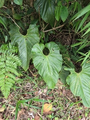 Anthurium formosum, photograph (c) Noland Martin, some rights reserved (CC BY)