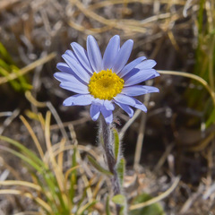 Felicia rosulata