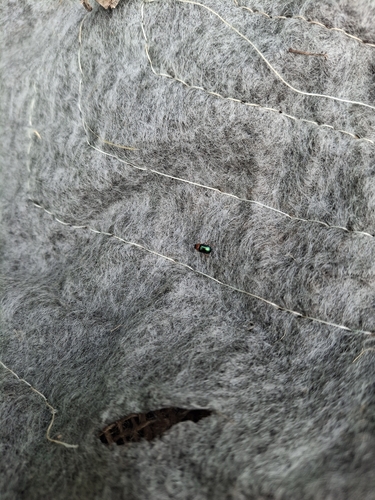Knotweed Leaf Beetle