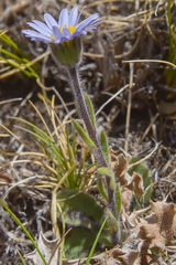 Felicia rosulata