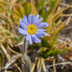 Felicia rosulata