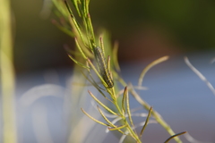 Descurainia sophioides