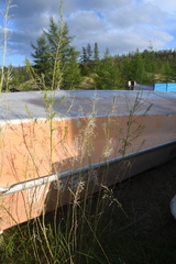 Descurainia sophioides