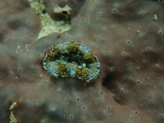 Bellactis caeruleus