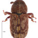 Pittosporum Bark Beetle - Photo (c) Landcare Research New Zealand Ltd, some rights reserved (CC BY)