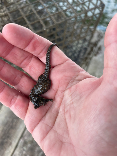 Northern Seahorse photographed in Virginia
