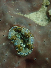 Bellactis caeruleus