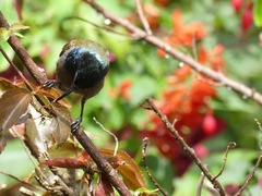 Cyanomitra verticalis