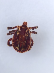 Amblyomma nodosum