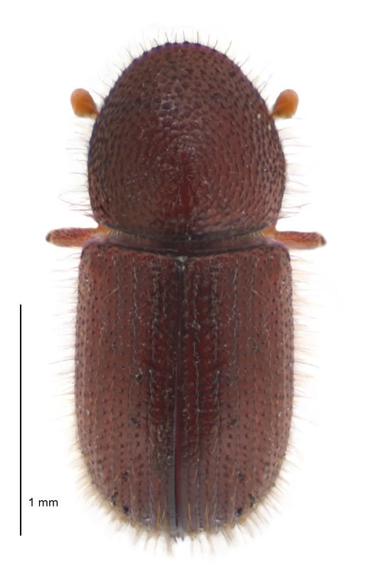 Dryocoetini