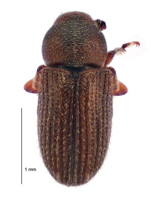 Dendrotrupes