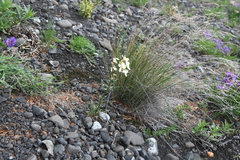 Erysimum pallasii