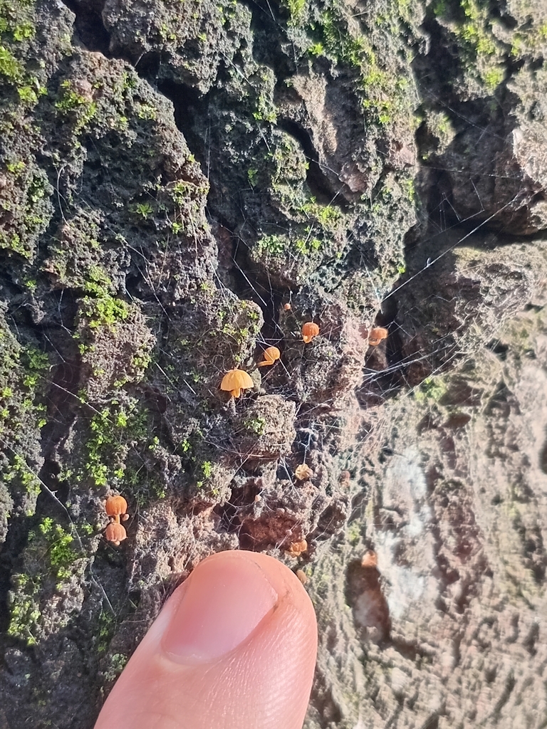 Mycena corticola · August 2025 · photo: © jugandoapokemon (iNaturalist, cc-by)