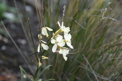 Erysimum pallasii