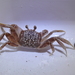 Gulf Ghost Crab - Photo (c) ponkyjoe, some rights reserved (CC BY-NC)
