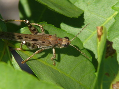 Schistocerca literosa