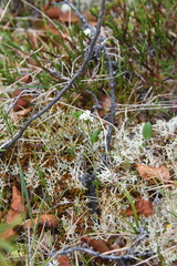 Eutrema edwardsii