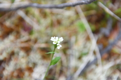 Eutrema edwardsii